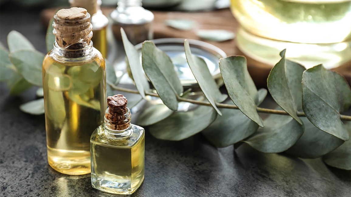 7 Extraordinary Benefits of Eucalyptus Oil That You Can out miss out on