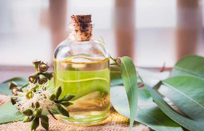 The Mystical Healer: Eucalyptus Essential Oil