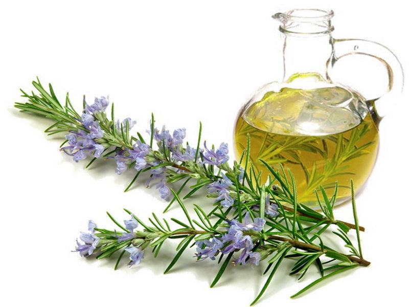 5 Advanced Therapeutic Benefits Of Rosemary Essential Oil