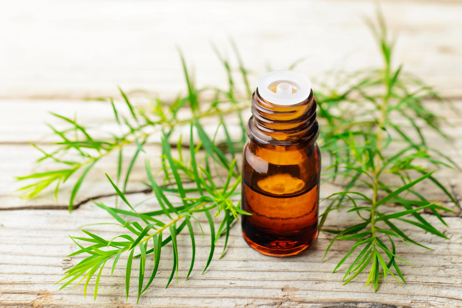 Introduction To Vetiver Grass: Top 6 Healing Benefits Of Vetiver For Skin